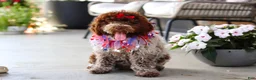 Lagotto Romagnolo dogs for sale: Layla - Ad 4