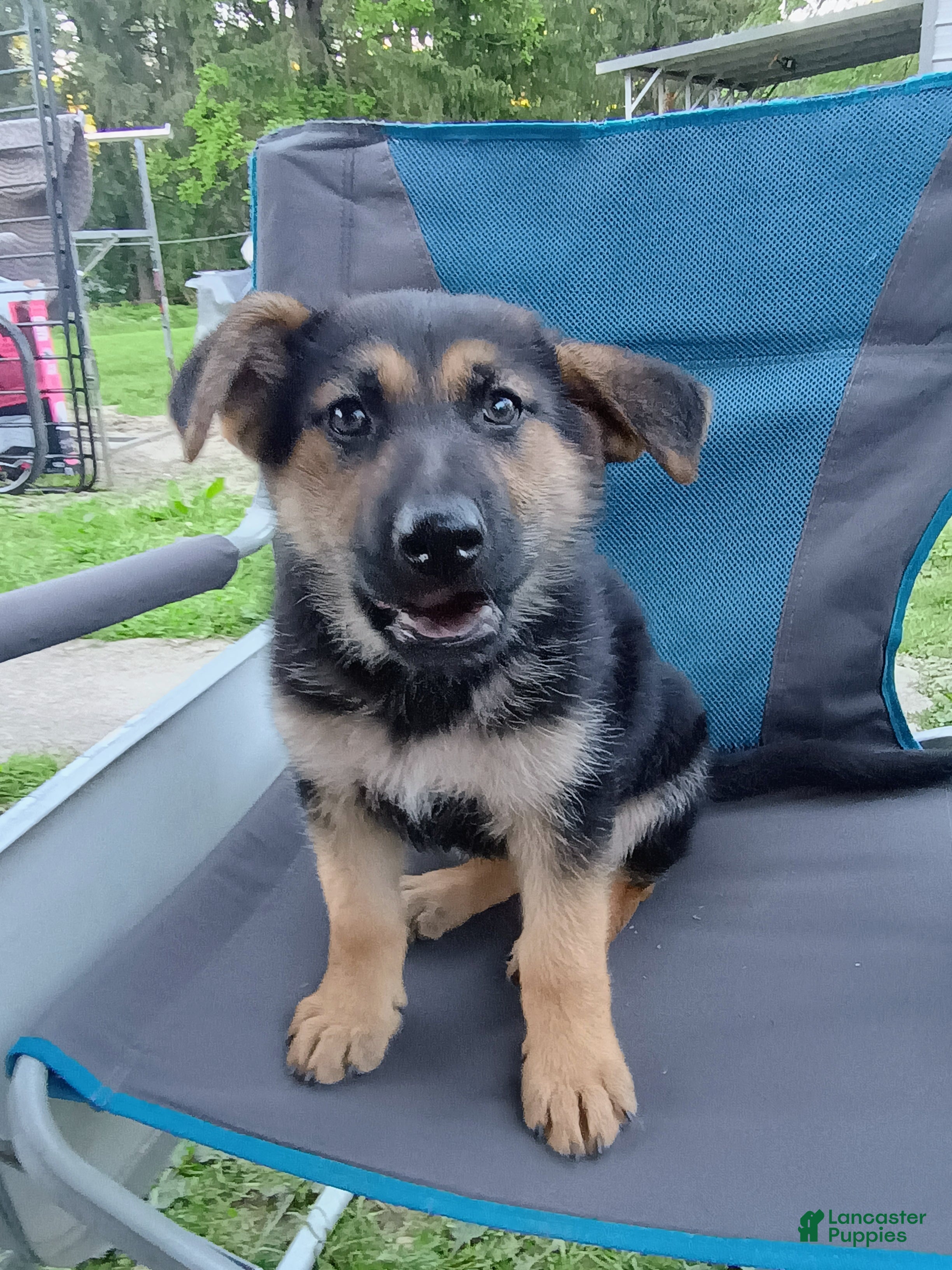German Shepherd dogs for sale: Nova - Ad 4