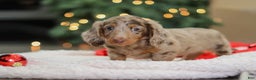Miniature Dachshund dogs for sale: Buddy - Ad 5