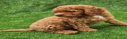 Cavapoo dogs for sale: Indigo - Ad 2