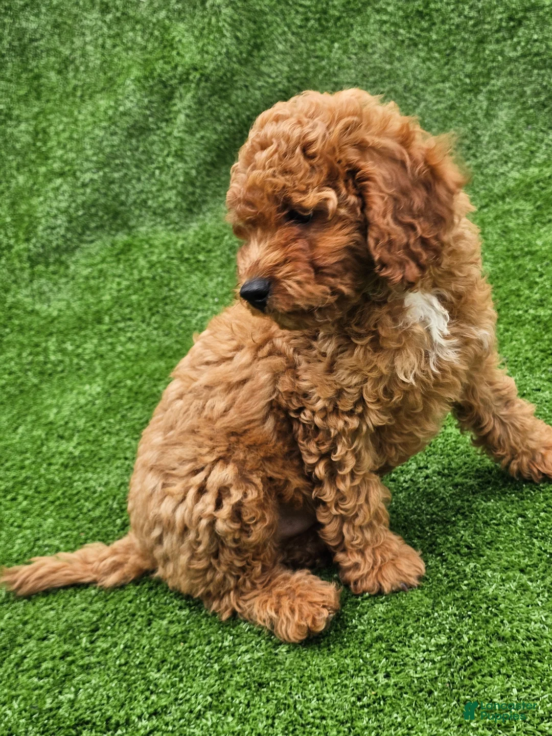 Cavapoo dogs for sale: Indigo - Ad 2