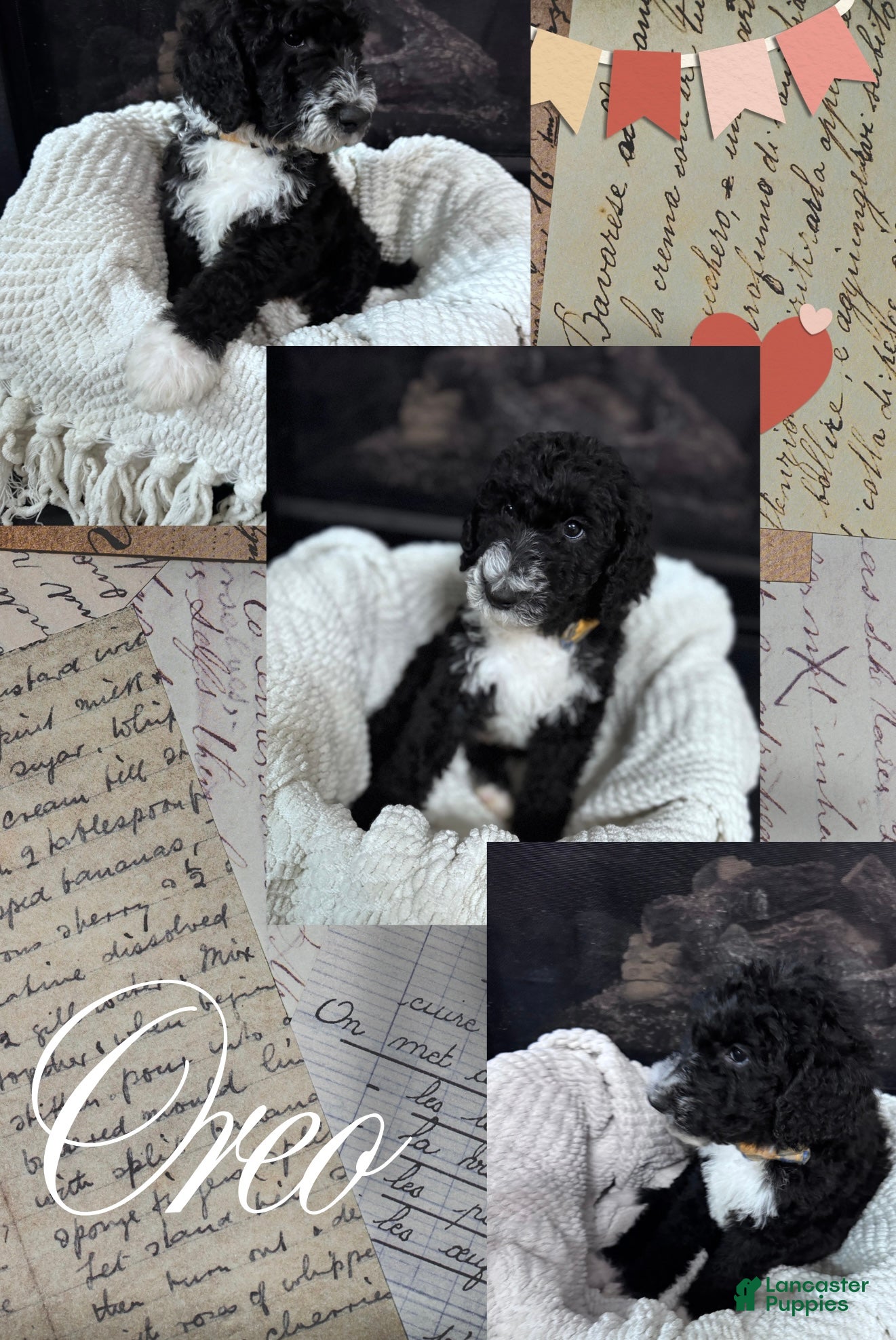 Double Doodle dogs Double Doodle Puppy 1 - Ad 11