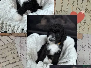 Double Doodle dogs Double Doodle Puppy 1 - Ad 11