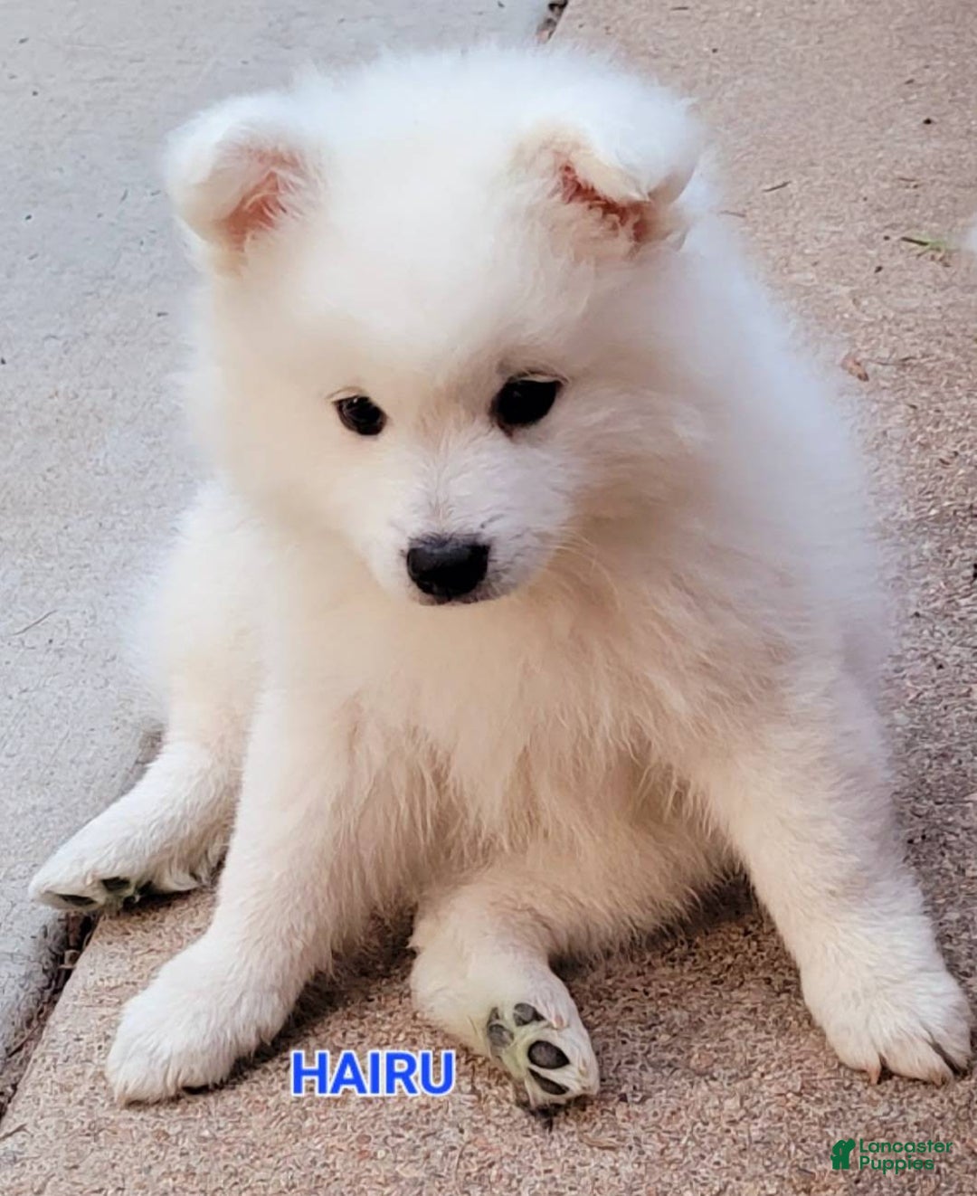 Spitz Puppies Japanese Spitz Full Grown Size Shop Japanese Spitz