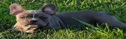 French Bulldog dogs for sale: Blue Bell! - Ad 5