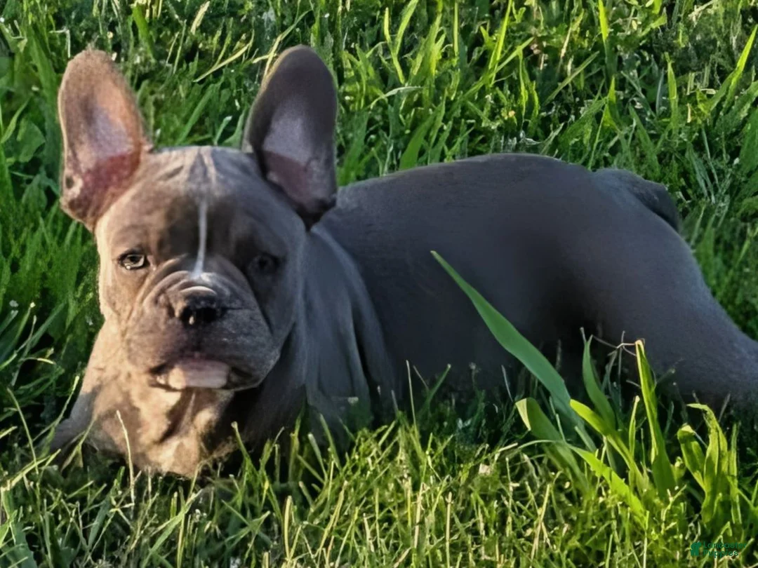 French Bulldog dogs for sale: Blue Bell! - Ad 5