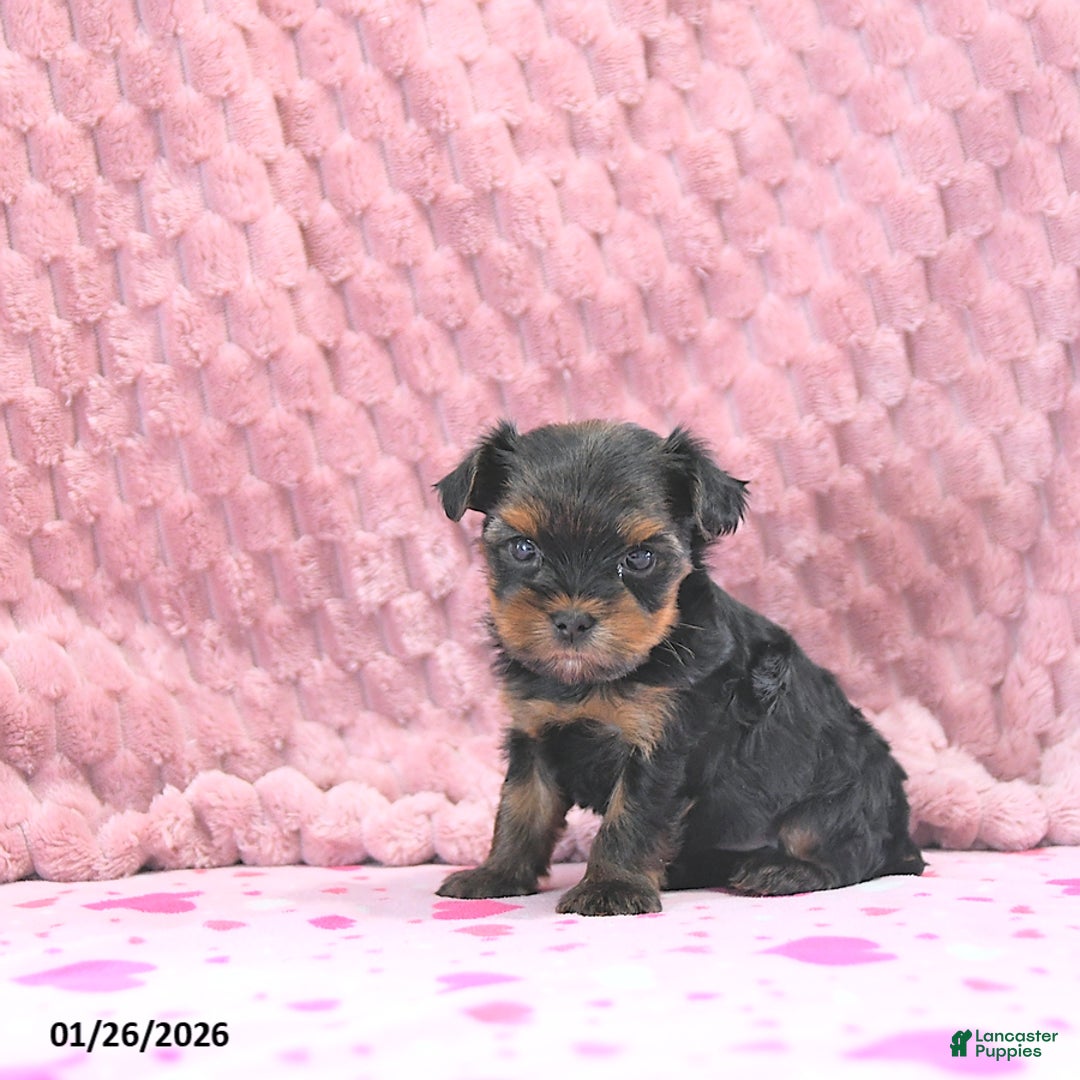 Yorkshire Terrier dogs for sale: Bennett EXTRA SMALL - Ad 2