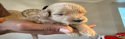 Mini Goldendoodle dogs for sale: Hugo - Ad 2