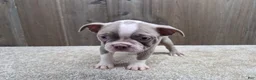 Boston Terrier dogs for sale: Shadow - Ad 8