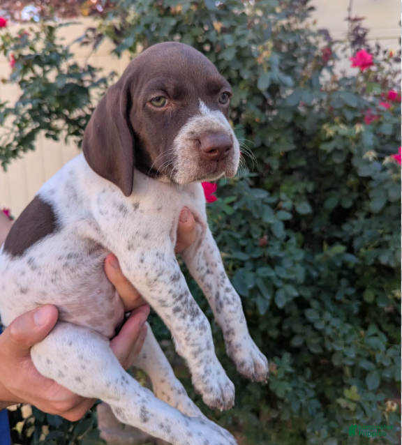 German Shorthaired Pointer dogs Orange female - Ad 2