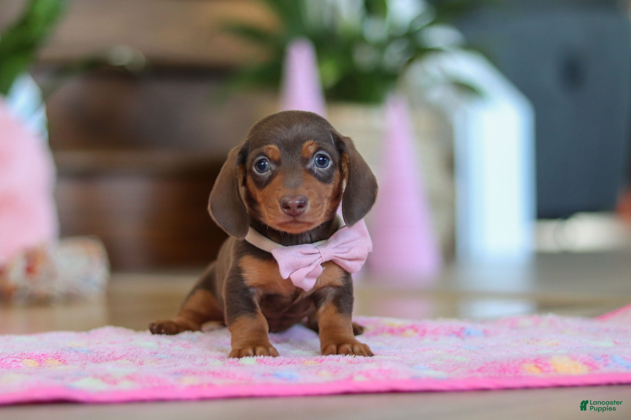 Miniature Dachshund dogs Chloe - Ad 9