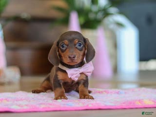 Miniature Dachshund dogs Chloe - Ad 9
