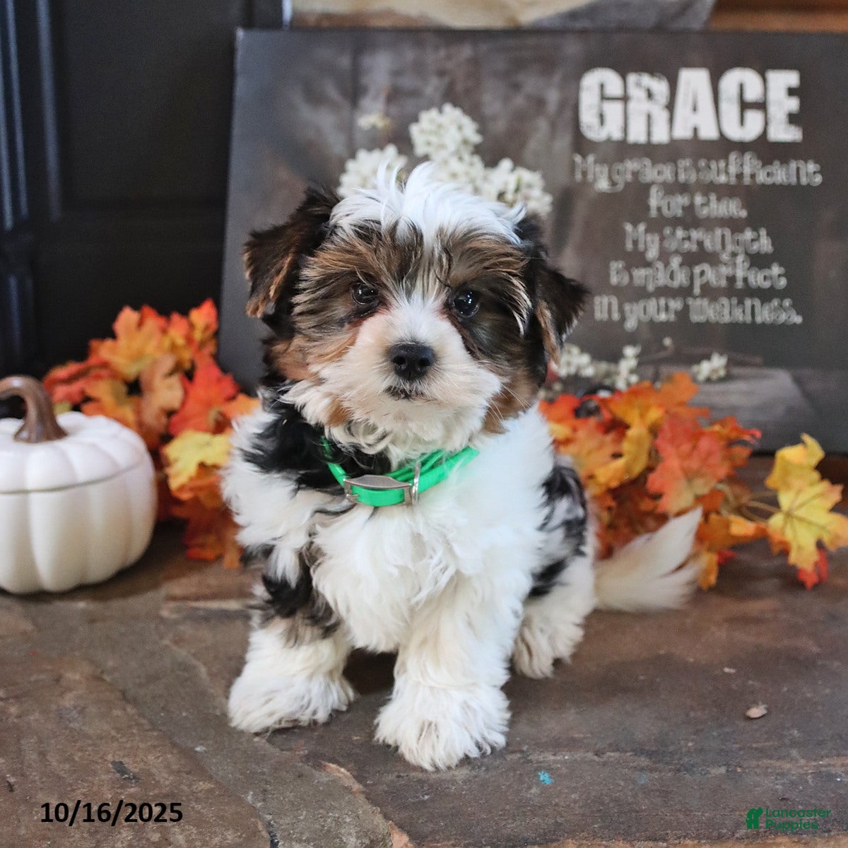 Biewer Terrier dogs Prince   - Ad 1