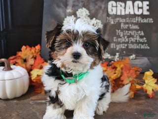 Biewer Terrier dogs Prince - Ad 1