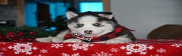Siberian Husky dogs for sale: Blaze - Ad 2