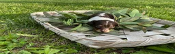 Miniature Dachshund dogs for sale: Princess - Elegant AKC Long-Haired Chocolate & White Piebald - Ad 2