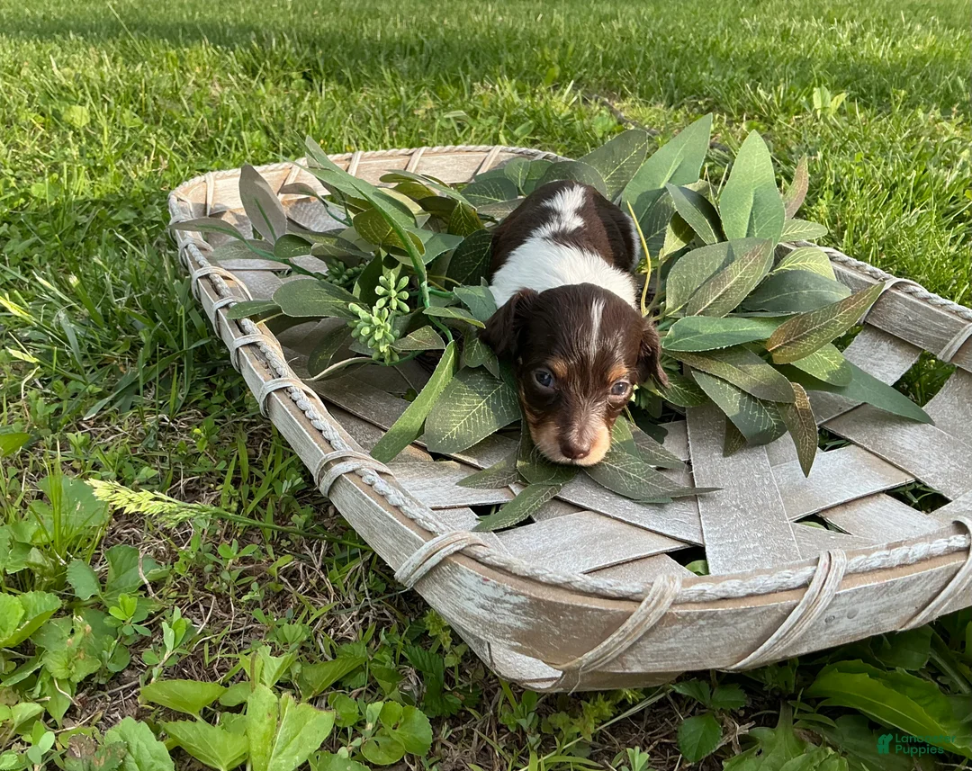 Miniature Dachshund dogs for sale: Princess - Elegant AKC Long-Haired Chocolate & White Piebald - Ad 2