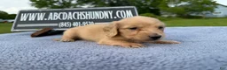 Miniature Dachshund dogs for sale: South African AKC Carrie’s Choc CR - Ad 17