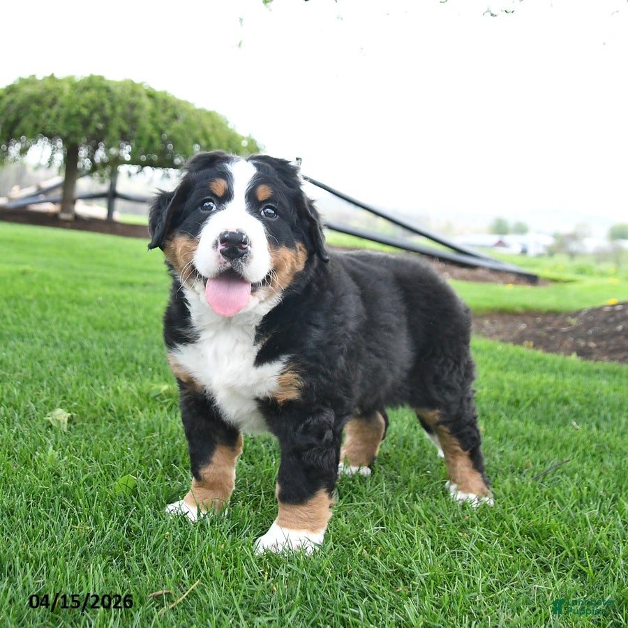 Bernese Mountain Dog dogs Bandit - Ad 2
