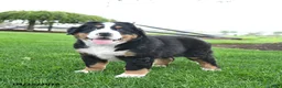 Bernese Mountain Dog dogs for sale: Bandit - Ad 2