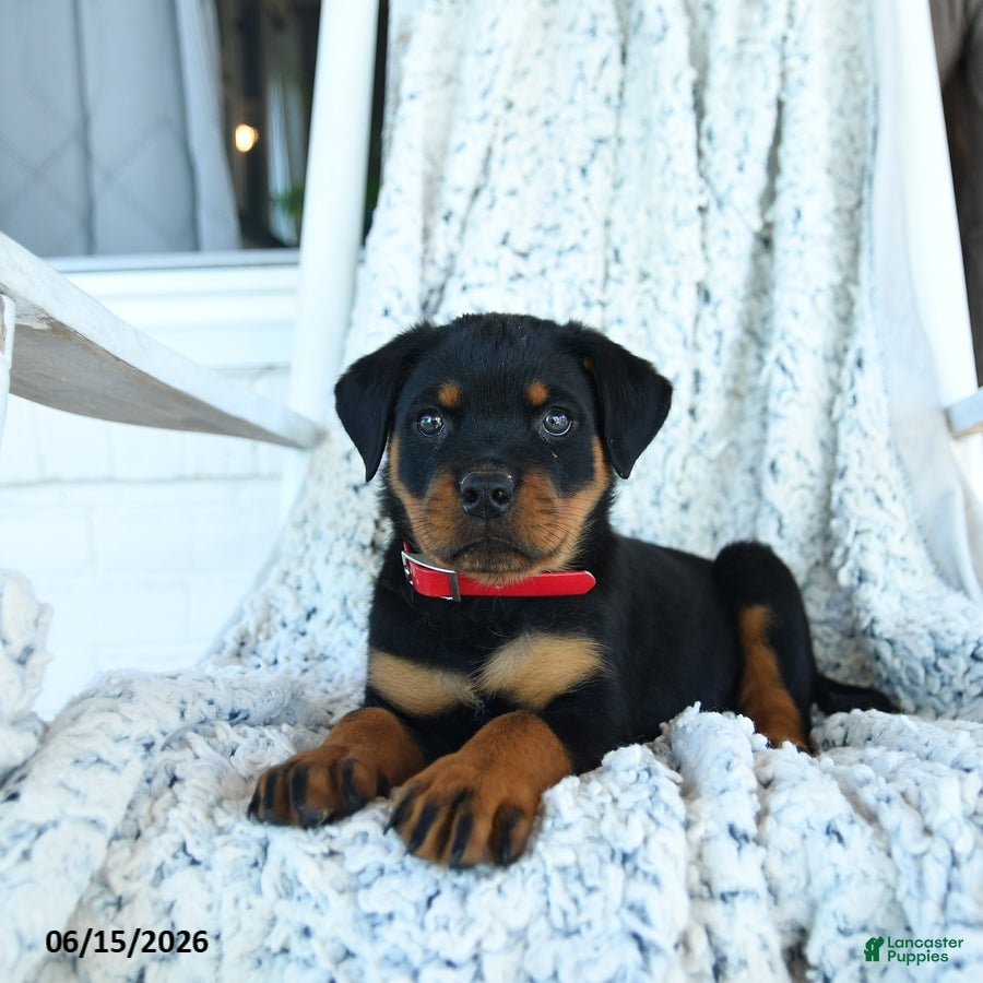 Rottweiler dogs Rusty - Ad 2