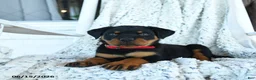 Rottweiler dogs for sale: Rusty - Ad 2