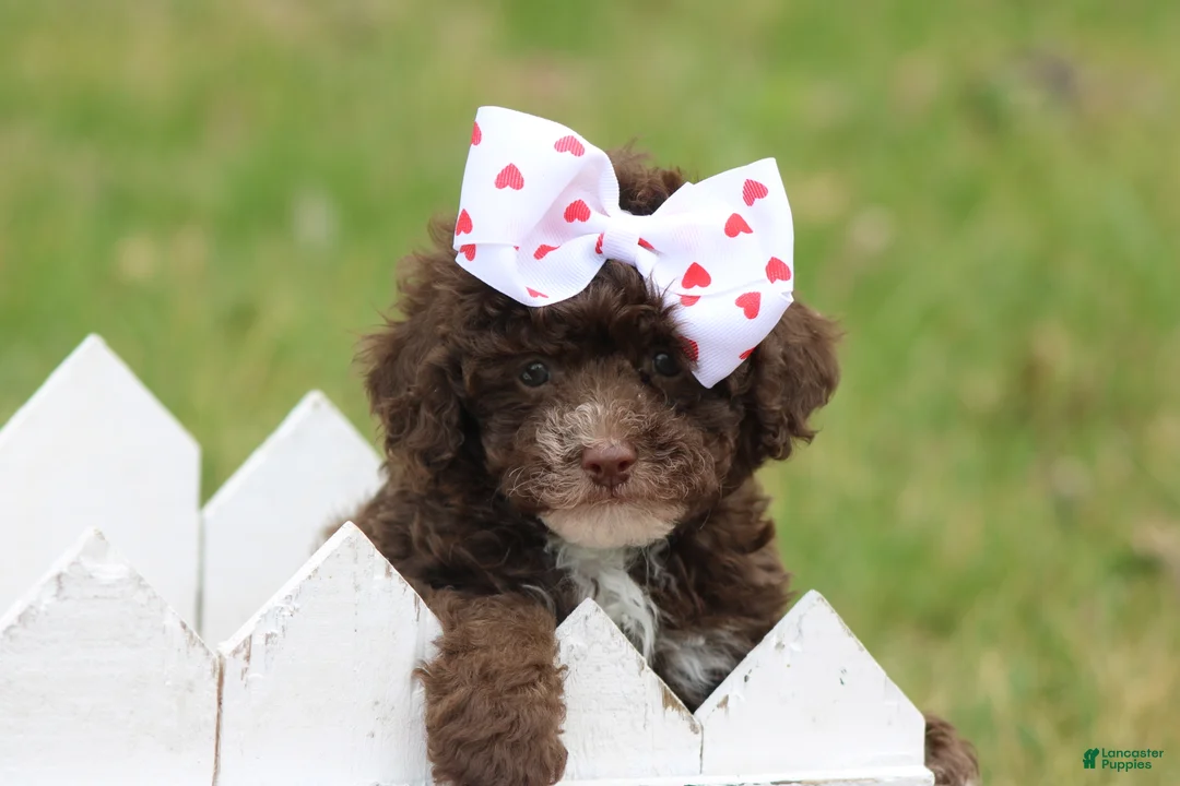 Toy Poodle dogs for sale: Kayla - Ad 1