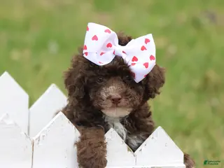 Toy Poodle dogs Kayla - Ad 38