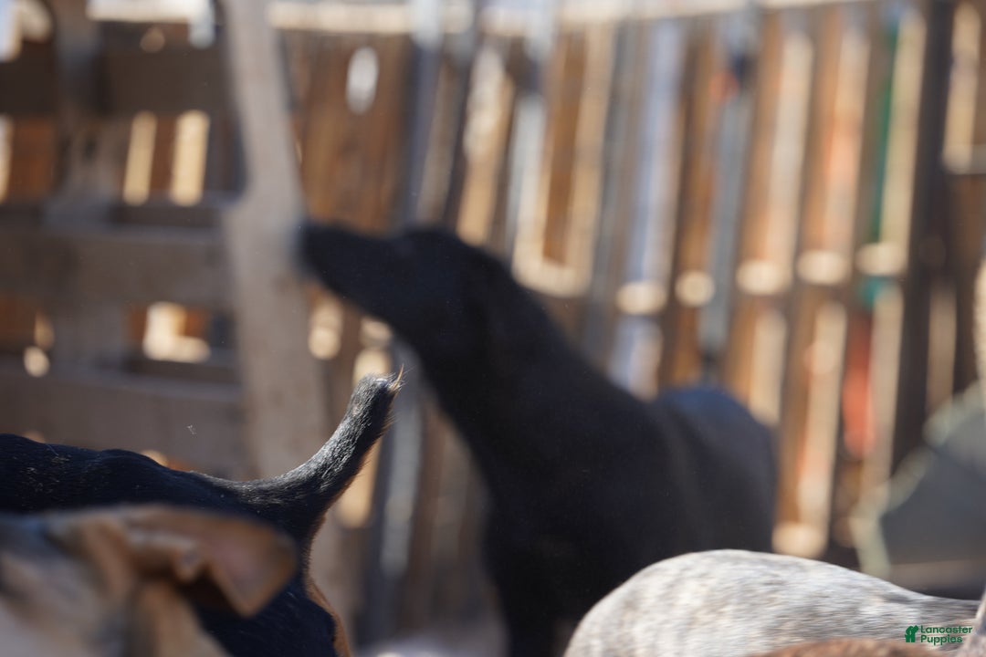 Belgian Malinois dogs for sale: Mali M fawn - Ad 8