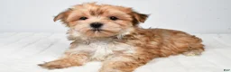 Morkie dogs for sale: Molly - Ad 4