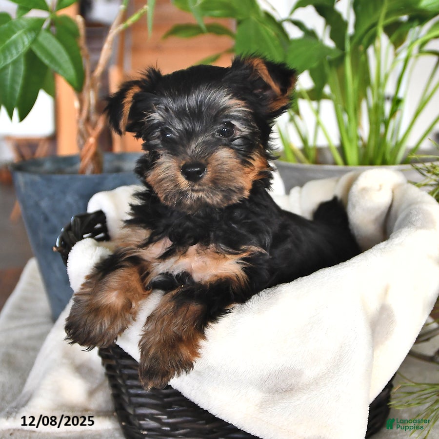 Yorkshire Terrier dogs Benji - Ad 23