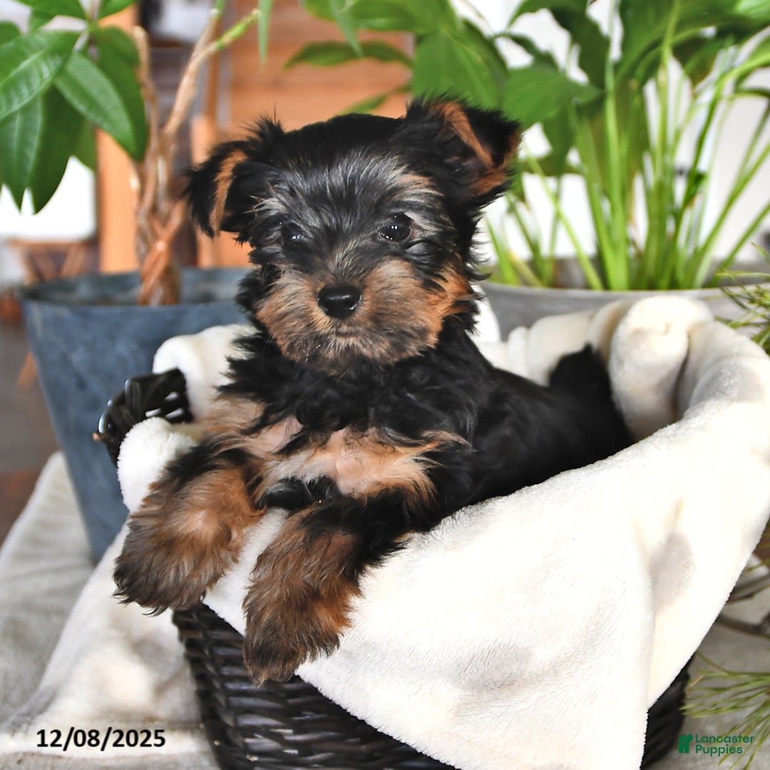 Yorkshire Terrier dogs for sale: Benji - Ad 1