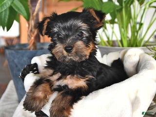 Yorkshire Terrier dogs Benji - Ad 28