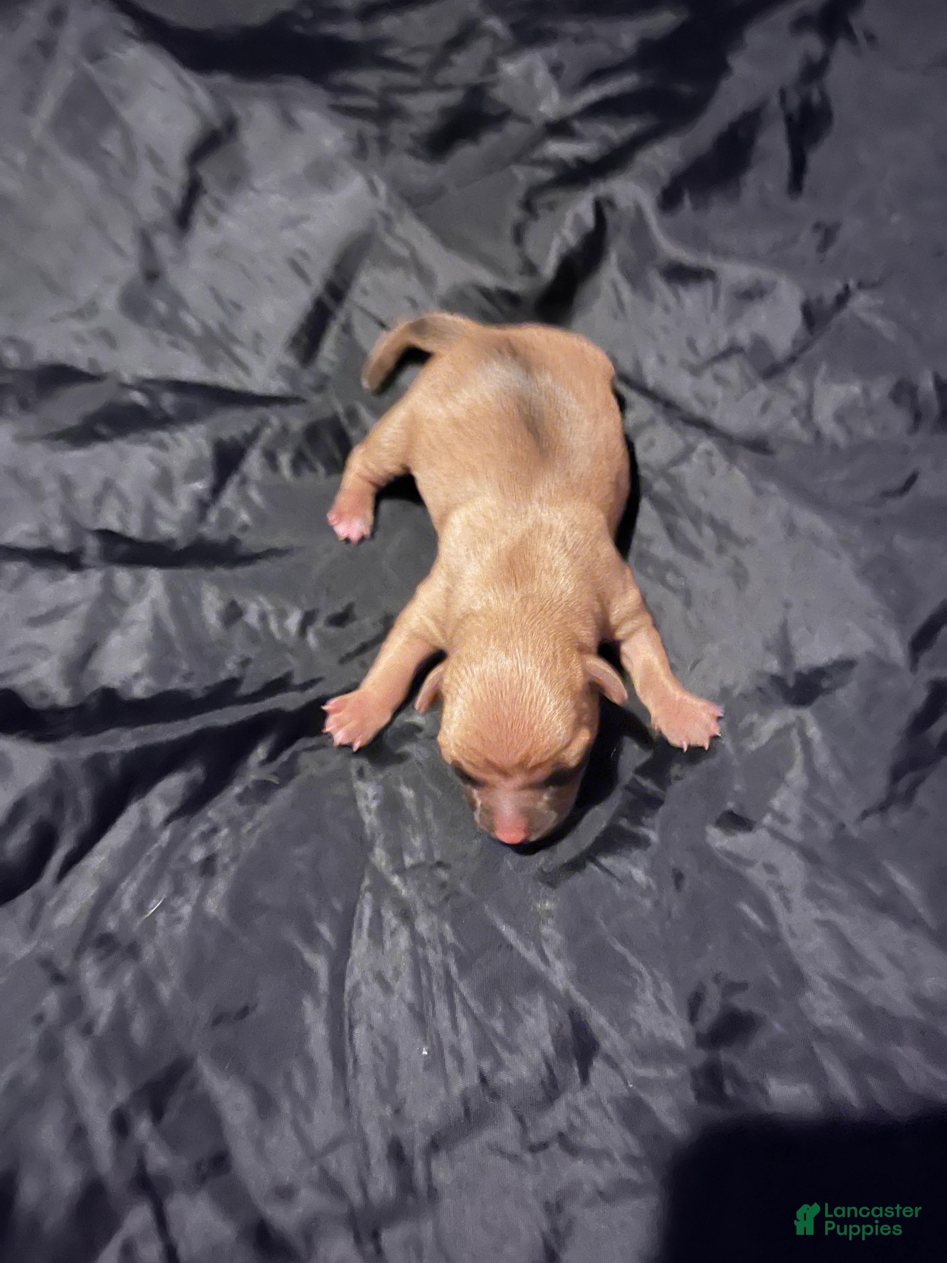 Chihuahua dogs for sale:  3 - Ad 9