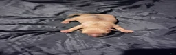 Chihuahua dogs for sale:  3 - Ad 1