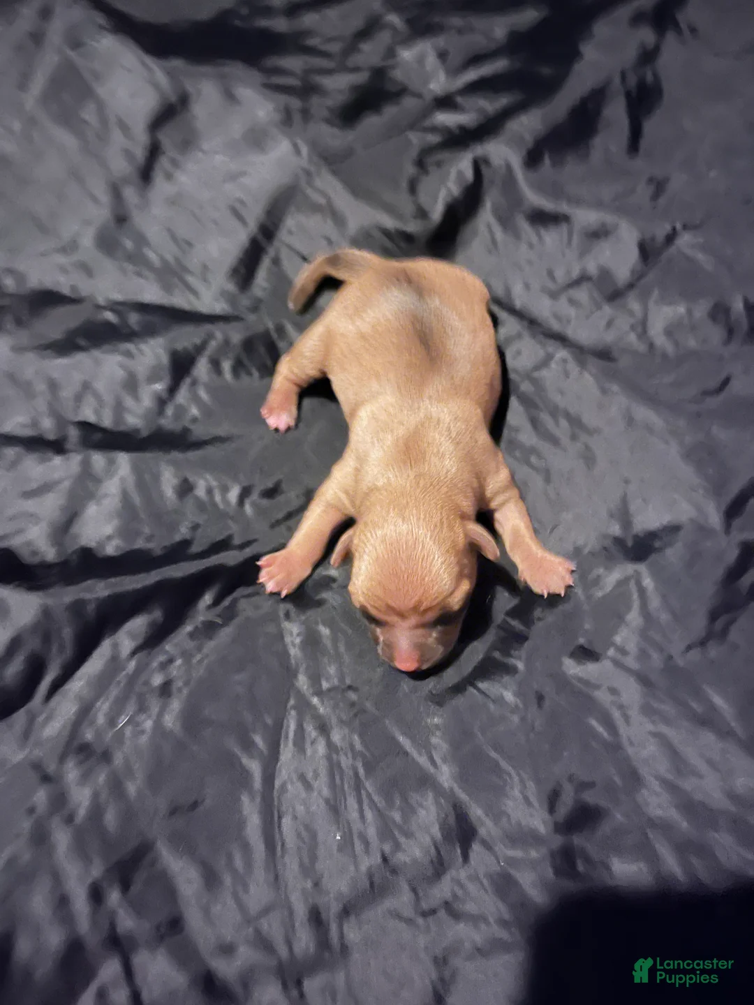 Chihuahua dogs for sale:  3 - Ad 1