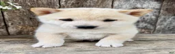 Shiba Inu dogs for sale: Tito - Ad 2