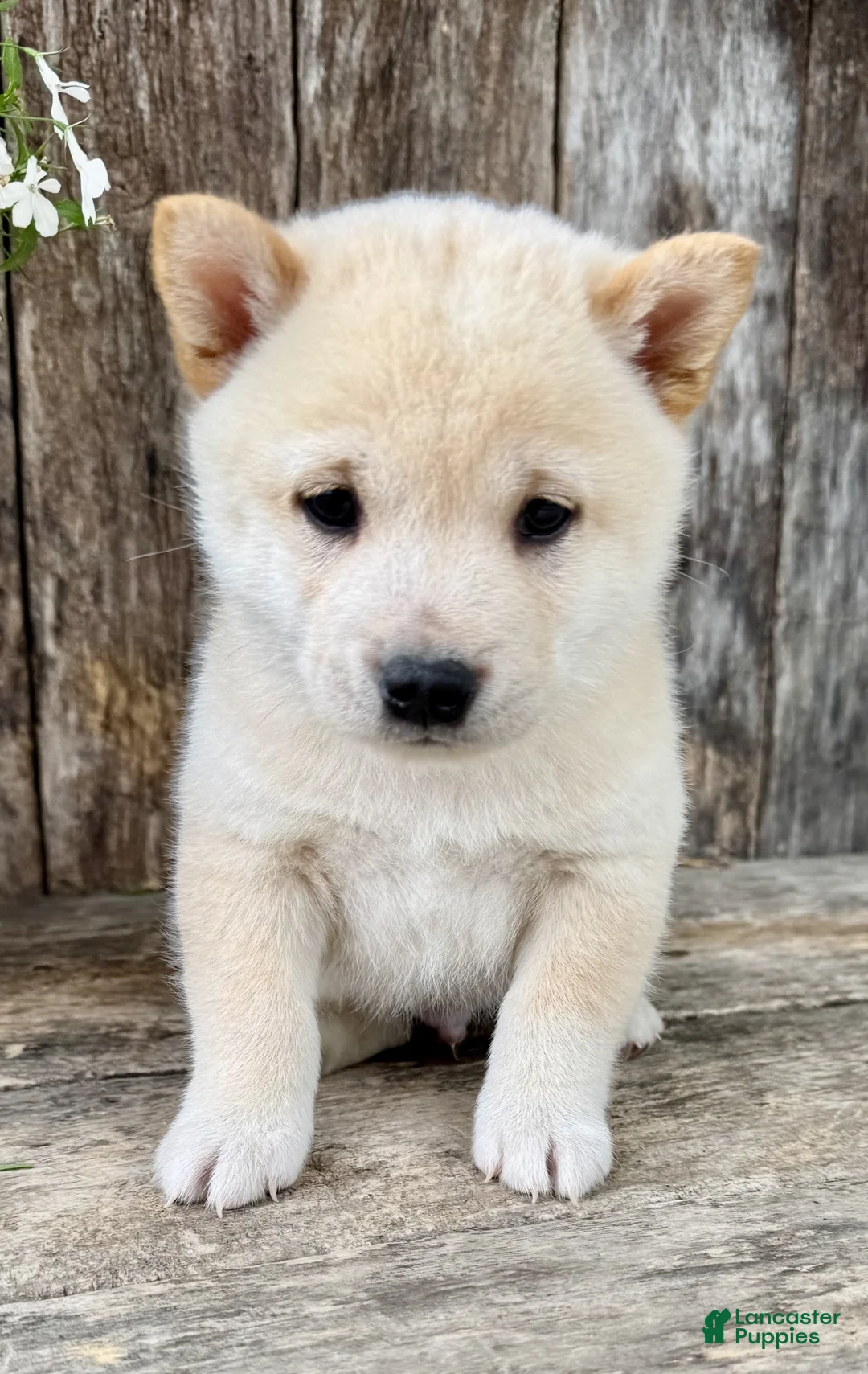 Shiba Inu dogs for sale: Tito - Ad 2