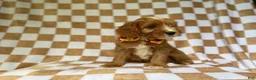 Cavapoo dogs for sale: Marshall - Ad 3