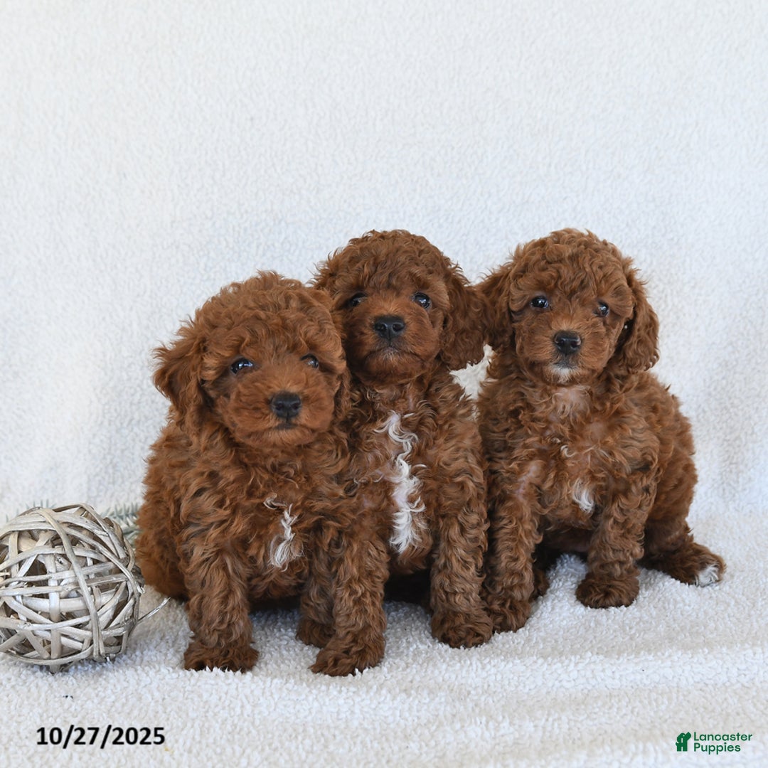 Toy Poodle dogs for sale: Julie  - Ad 5