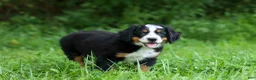 Bernese Mountain Dog dogs for sale: SOPHIE - Ad 3