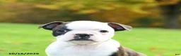Boston Terrier dogs for sale: Nevada - Ad 4