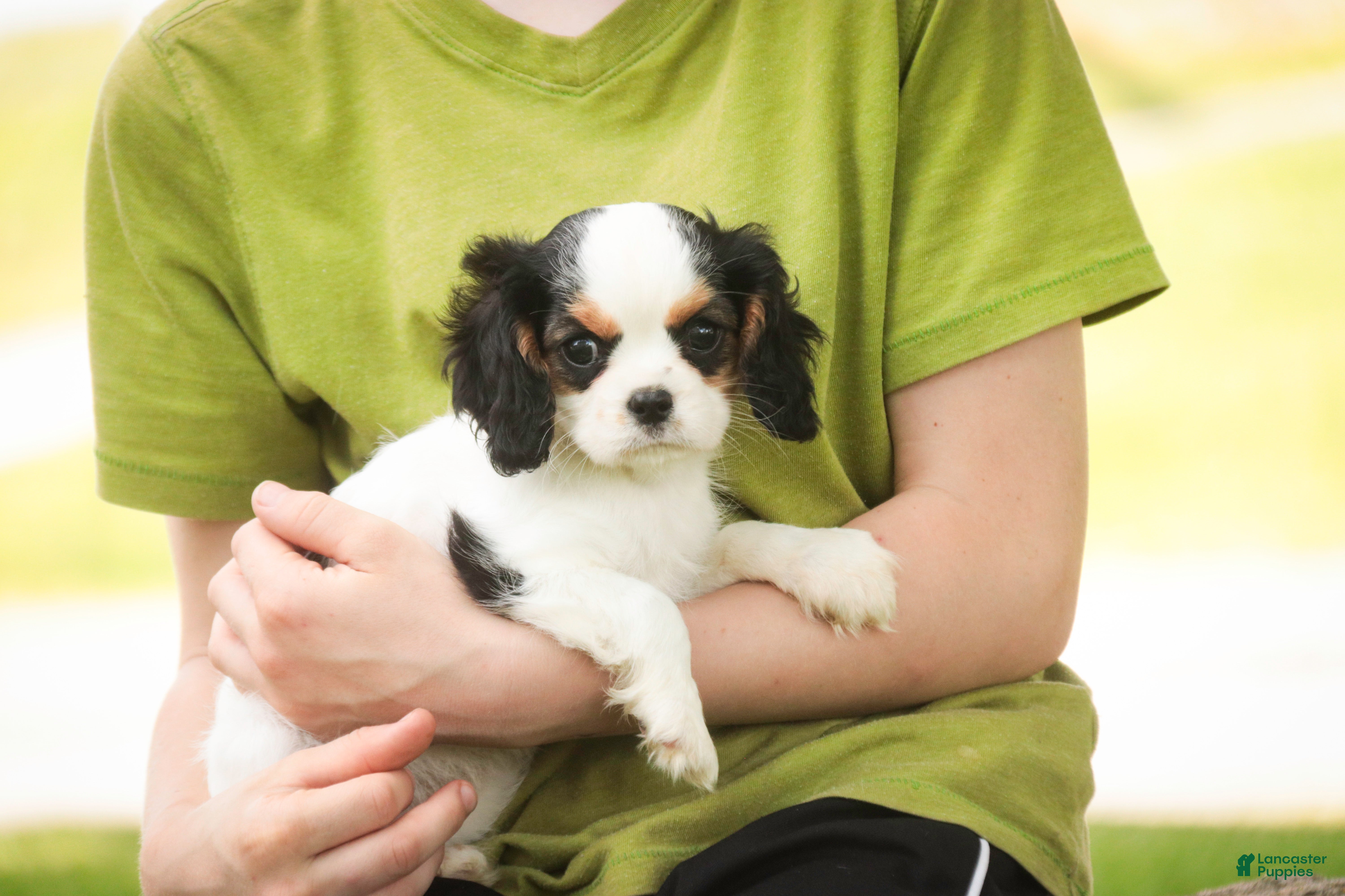 Cavalier King Charles Spaniel dogs Dottie - Ad 2