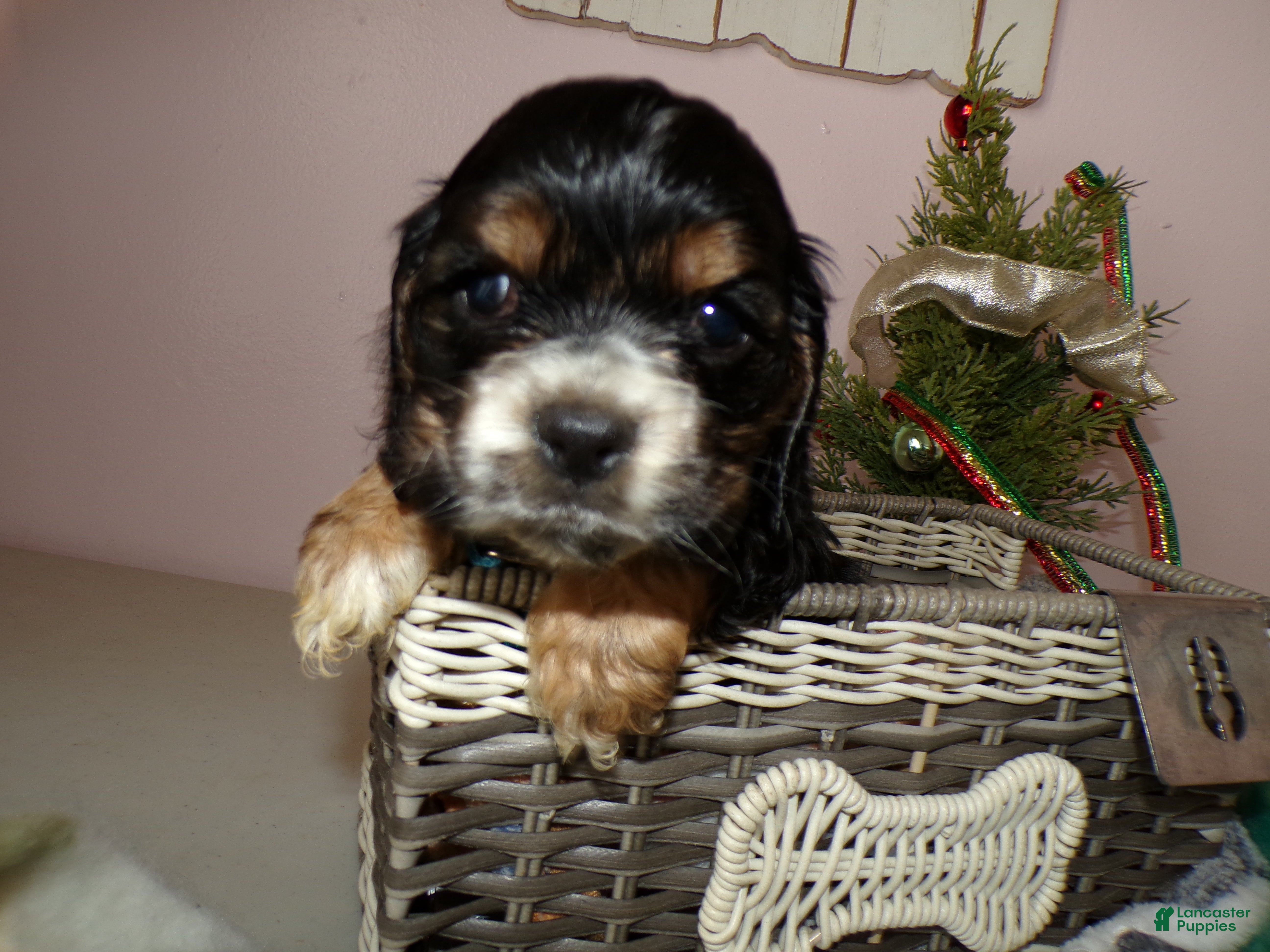 Cocker Spaniel dogs Cocker Spaniel Puppy 1 Mike - Ad 36