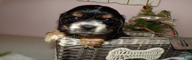 Cocker Spaniel Puppy 1 Mike