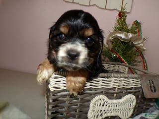Cocker Spaniel dogs Cocker Spaniel Puppy 1 Mike - Ad 32
