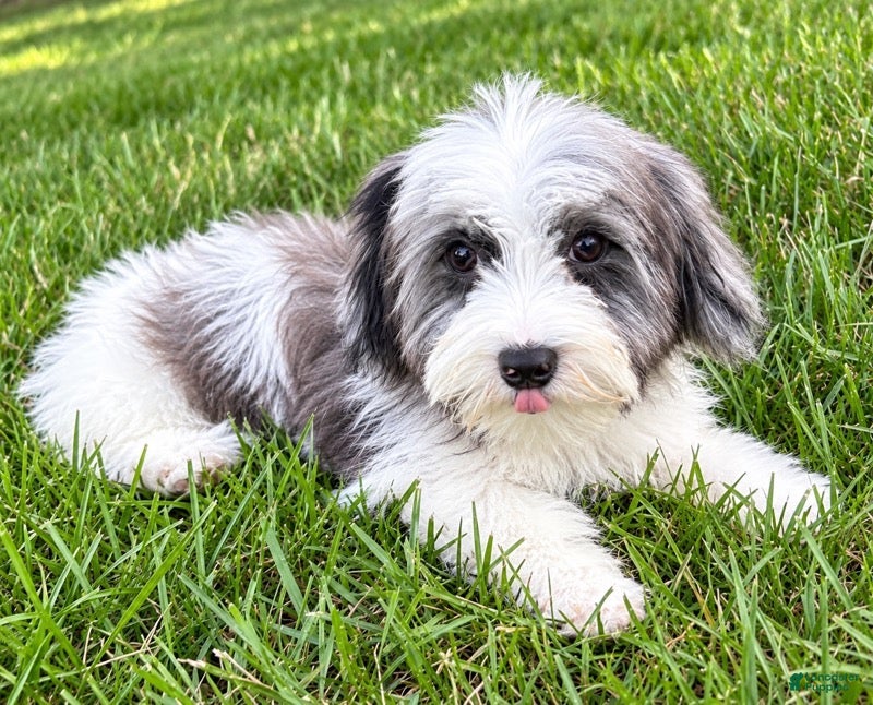 Yorkiepoo dogs Leo - Ad 2