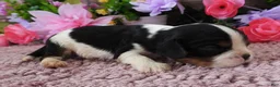 Cavalier King Charles Spaniel dogs for sale: #2 Male (Lulu's) - Ad 4