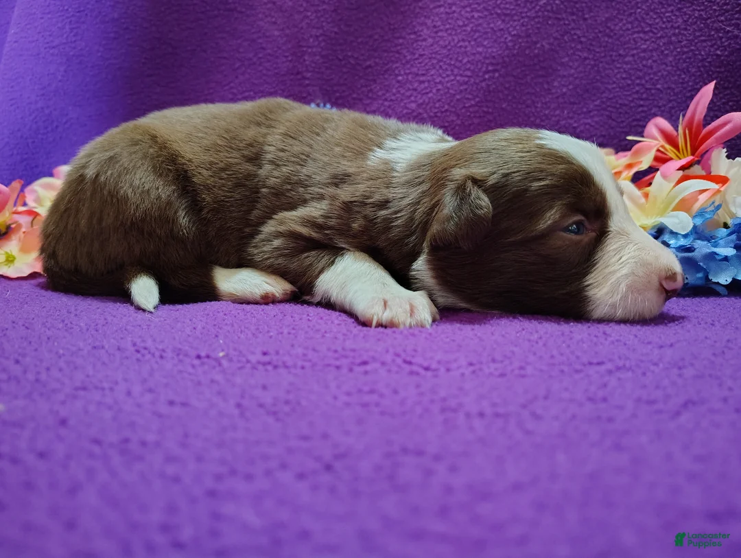 Border Collie dogs for sale: Chichi - Ad 6