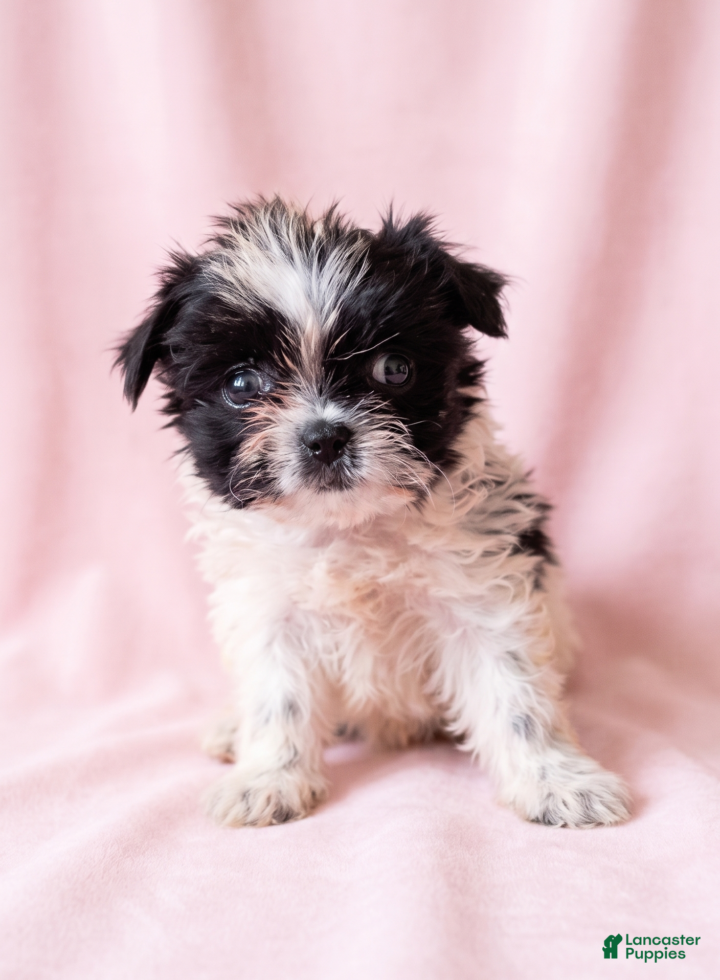 Mixed Breed dogs Dolly - Ad 2